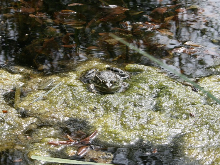 Wallpapers Animals Frogs - Toads Grenouille