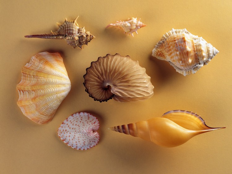 Wallpapers Nature Shells Wallpaper N201366