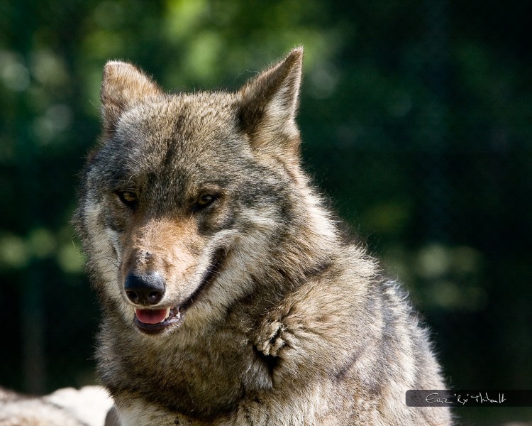 Wallpapers Animals Wolves Lupus