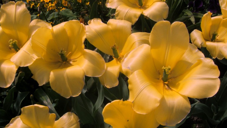 Fonds d'cran Nature Fleurs les tulipes boivent le soleil