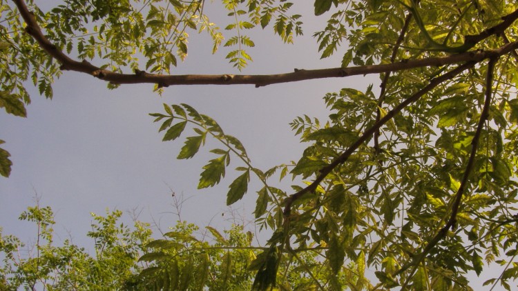 Fonds d'cran Nature Arbres - Forts les branches au milieu du ciel