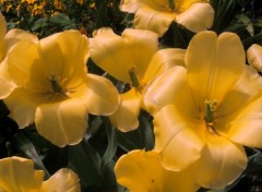 Fonds d'cran Nature les tulipes boivent le soleil