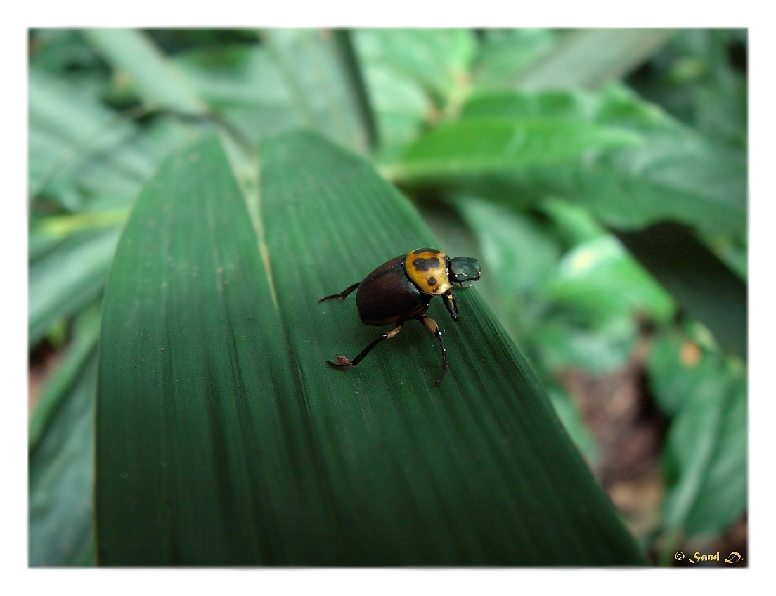 Fonds d'cran Animaux Insectes - Divers Au Pays des Songes...