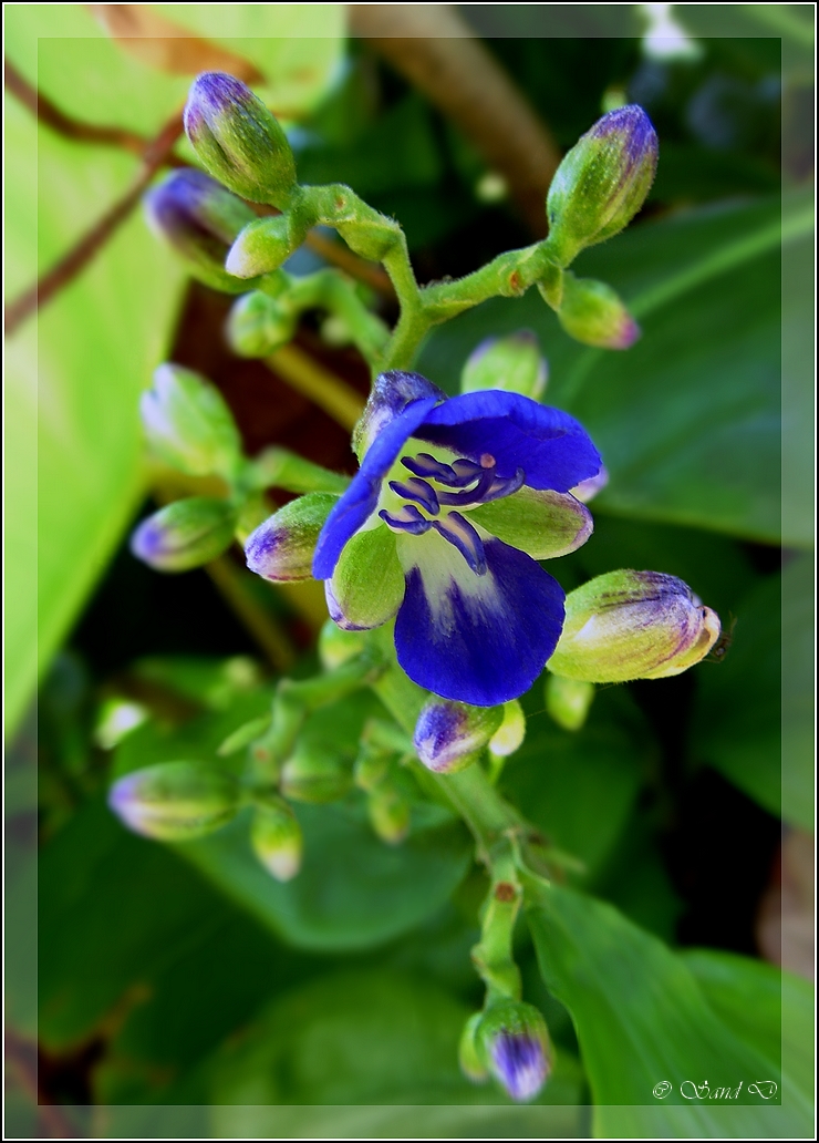 Fonds d'cran Nature Fleurs Trs Fleur Bleue...