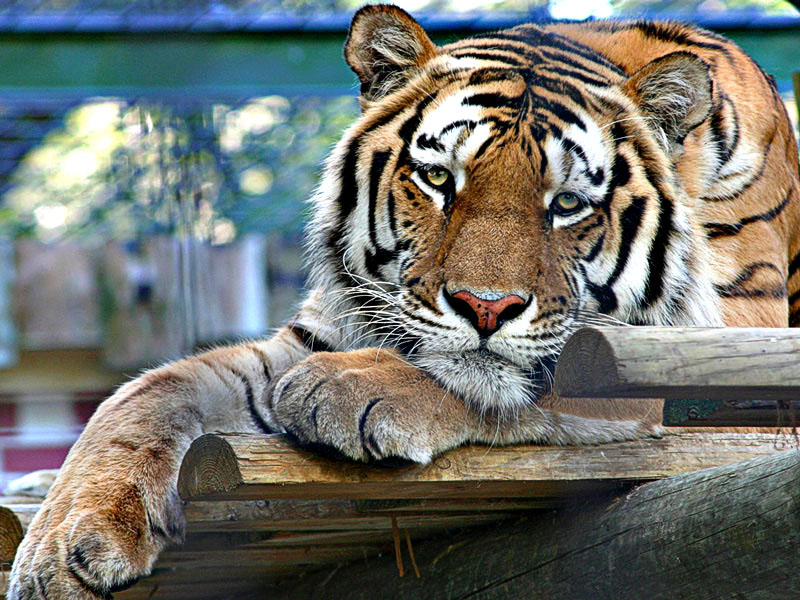 Fonds d'cran Animaux Flins - Tigres 