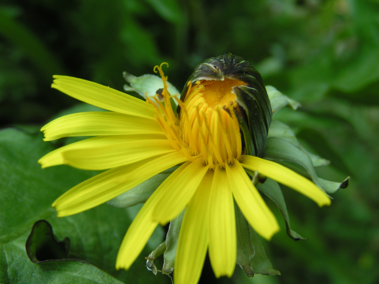 Fonds d'cran Nature Fleurs 