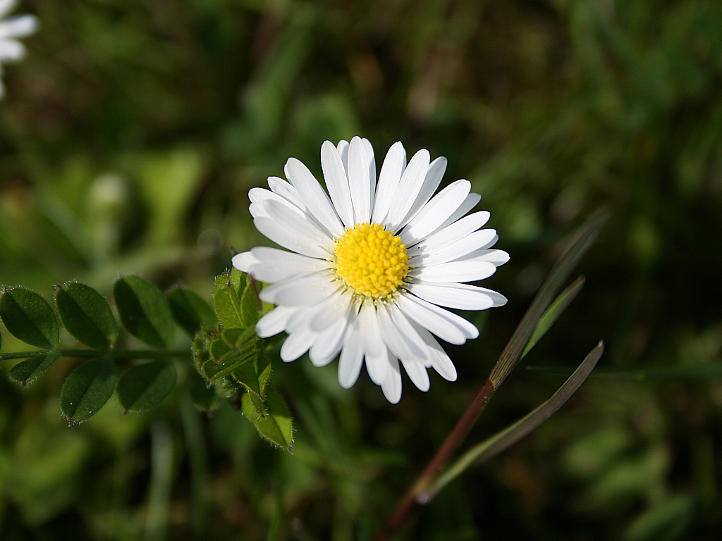 Fonds d'cran Nature Fleurs Une pquerette