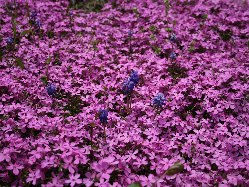 Fonds d'cran Nature Fleurs Fleurs violettes