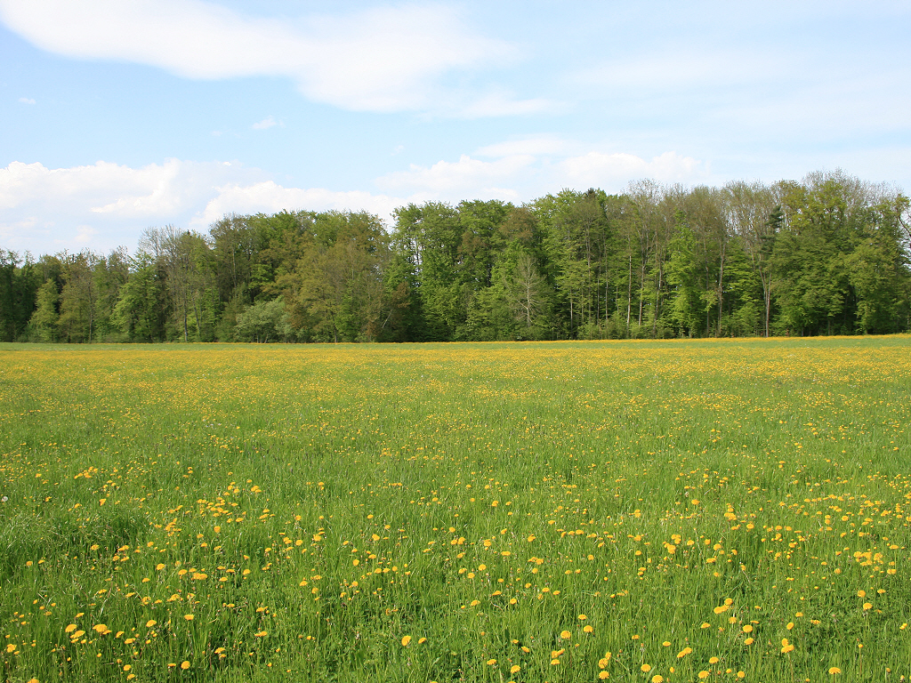 Fonds d'cran Nature Champs - Prairies Prairie en fleur