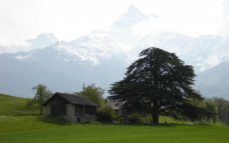 Fonds d'cran Nature Montagnes Cedre devant dent du midi