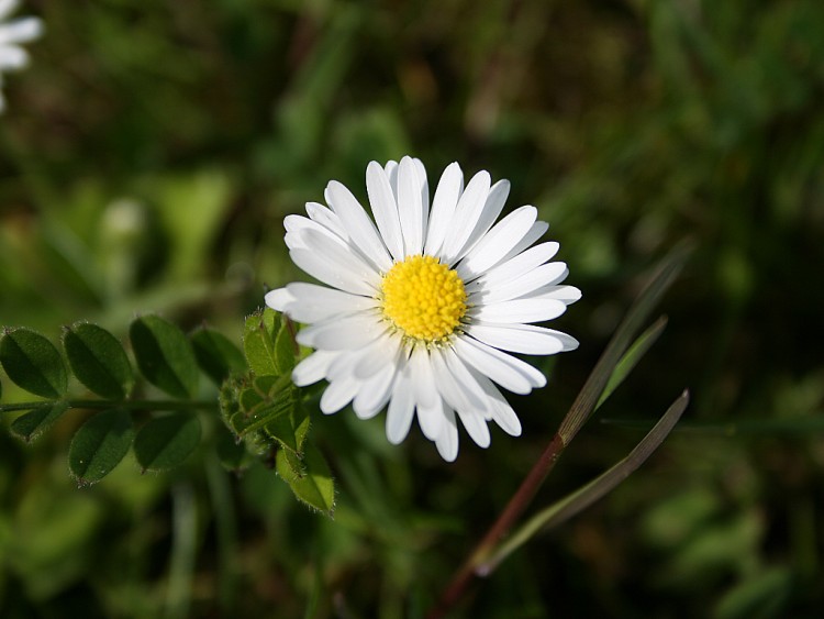 Fonds d'cran Nature Fleurs Une pquerette