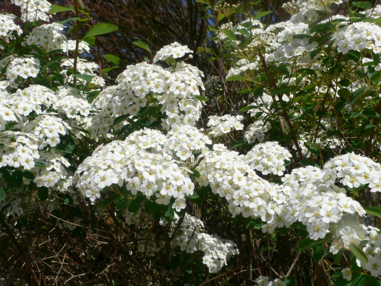 Fonds d'cran Nature Fleurs Fleurs blanches de mai