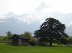 Fonds d'cran Nature Cedre devant dent du midi