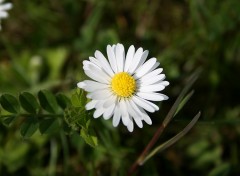 Fonds d'cran Nature Une pquerette