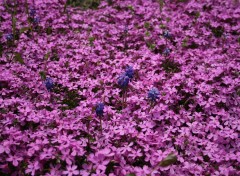 Fonds d'cran Nature Fleurs violettes