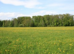 Fonds d'cran Nature Prairie en fleur