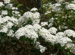 Fonds d'cran Nature Fleurs blanches de mai