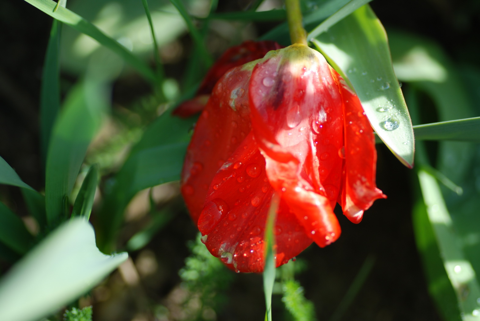 Wallpapers Nature Water - Drops rose matinale