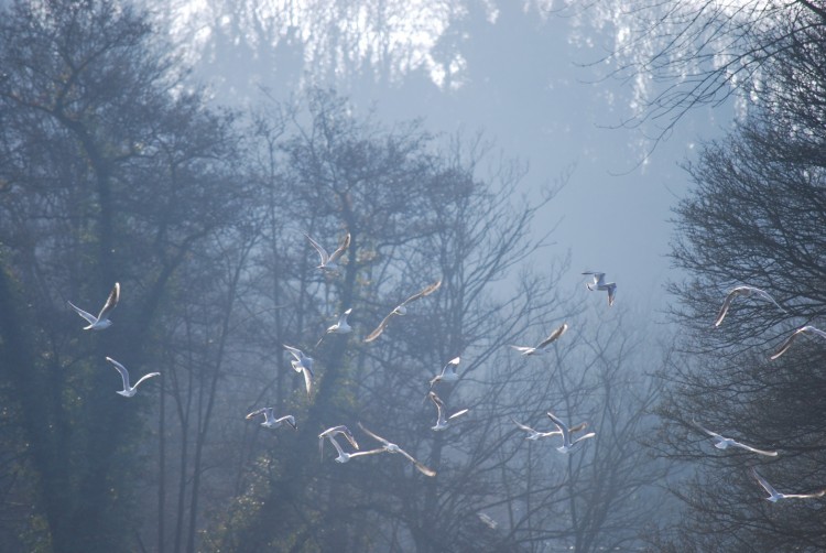 Fonds d'cran Animaux Oiseaux - Mouettes et Golands Groupe de mouettes