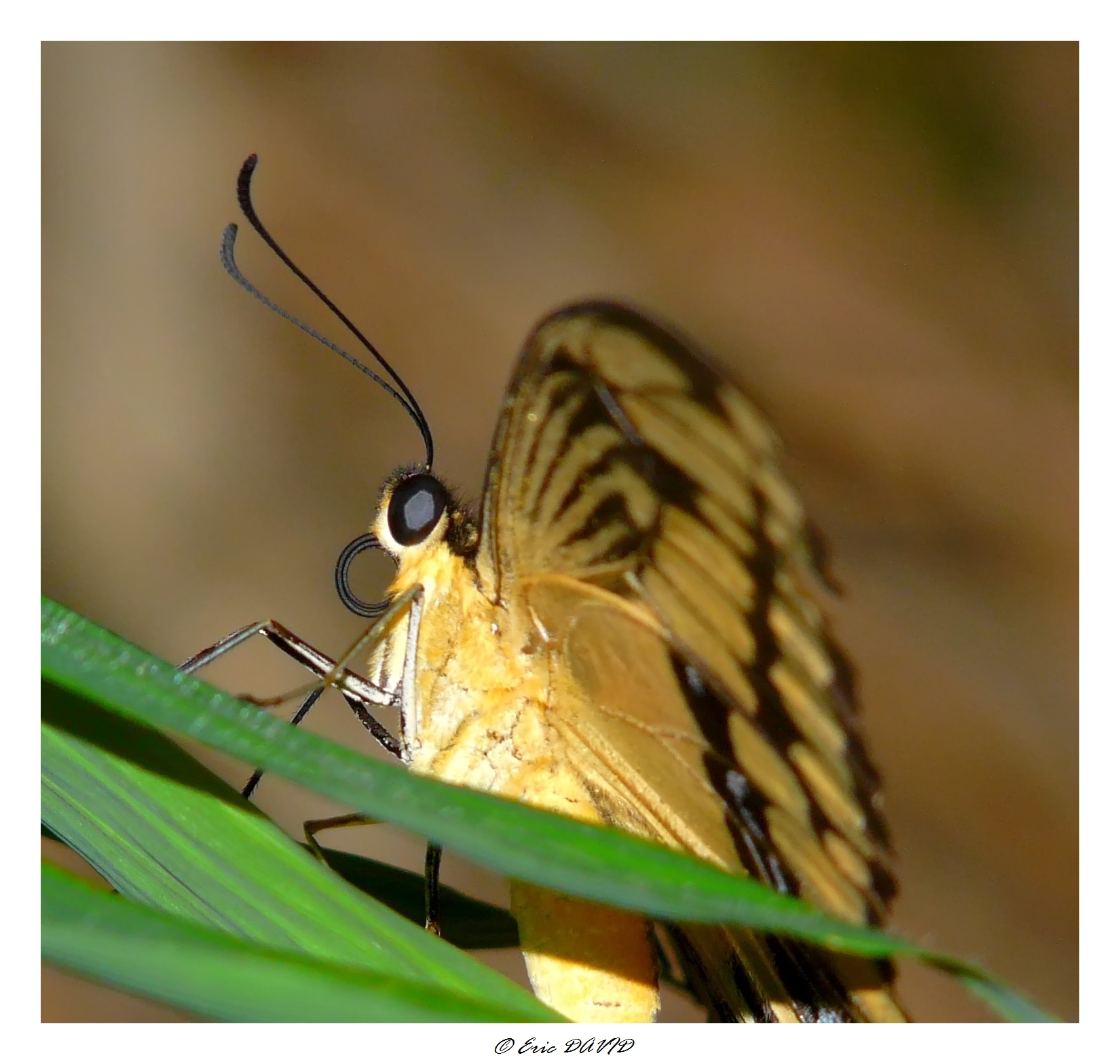 Wallpapers Animals Insects - Butterflies Machaon