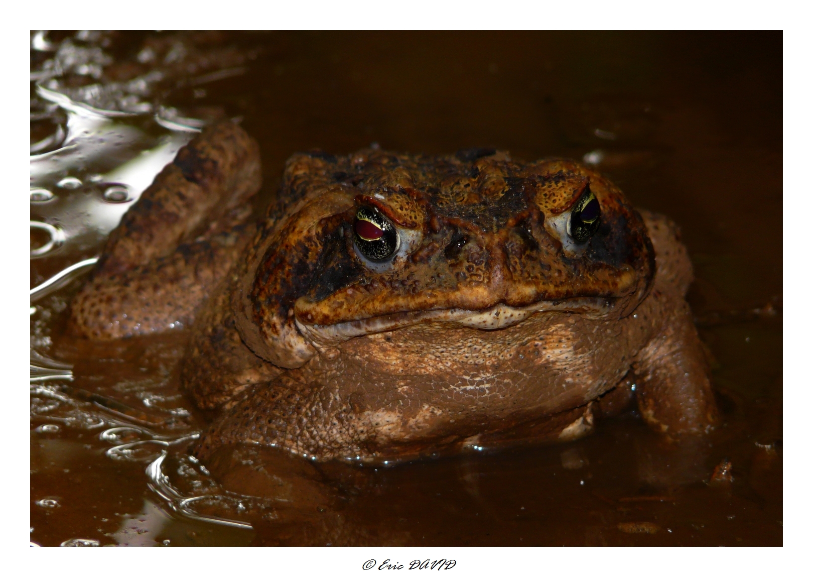 Wallpapers Animals Frogs - Toads Crapaud buffle