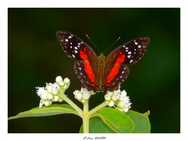 Wallpapers Animals Insects - Butterflies Papillon amazonien