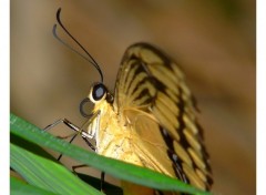 Wallpapers Animals Machaon