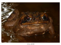 Wallpapers Animals Crapaud buffle