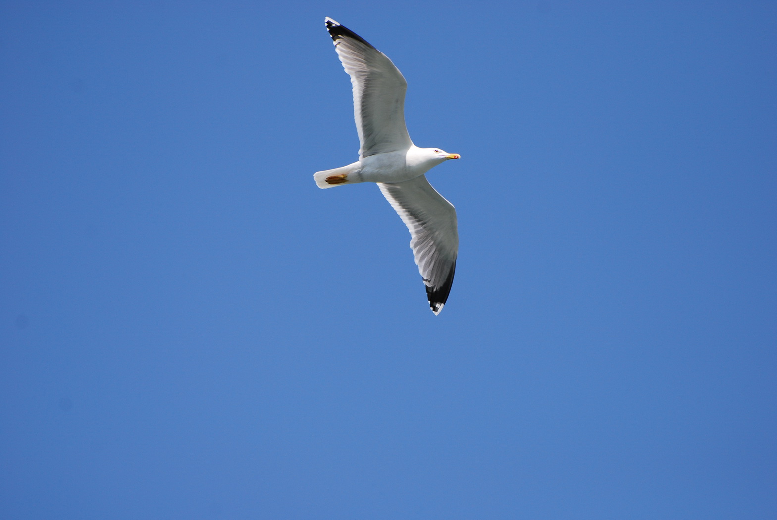 Wallpapers Animals Birds - Gulls Mouette en vol