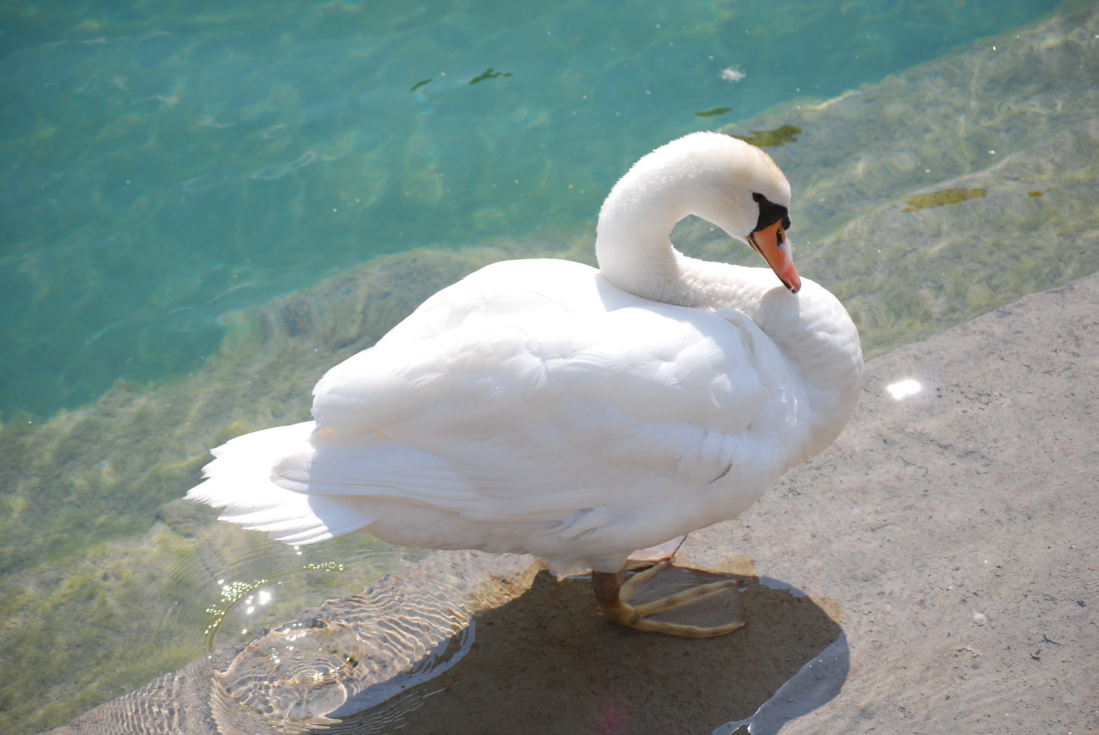 Fonds d'cran Animaux Oiseaux - Cygnes Cygne au bord d'un canal