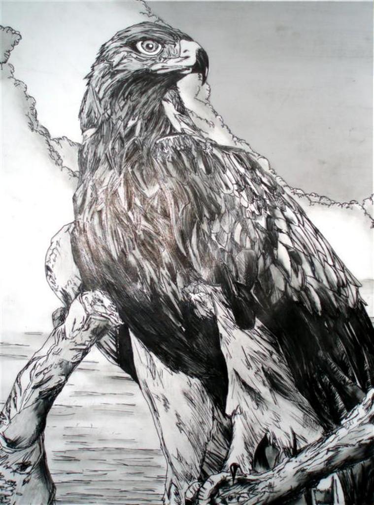 Fonds d'cran Art - Crayon Animaux - Oiseaux - Rapaces Aigle royal