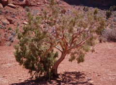 Fonds d'cran Nature Verdure dans le dsert