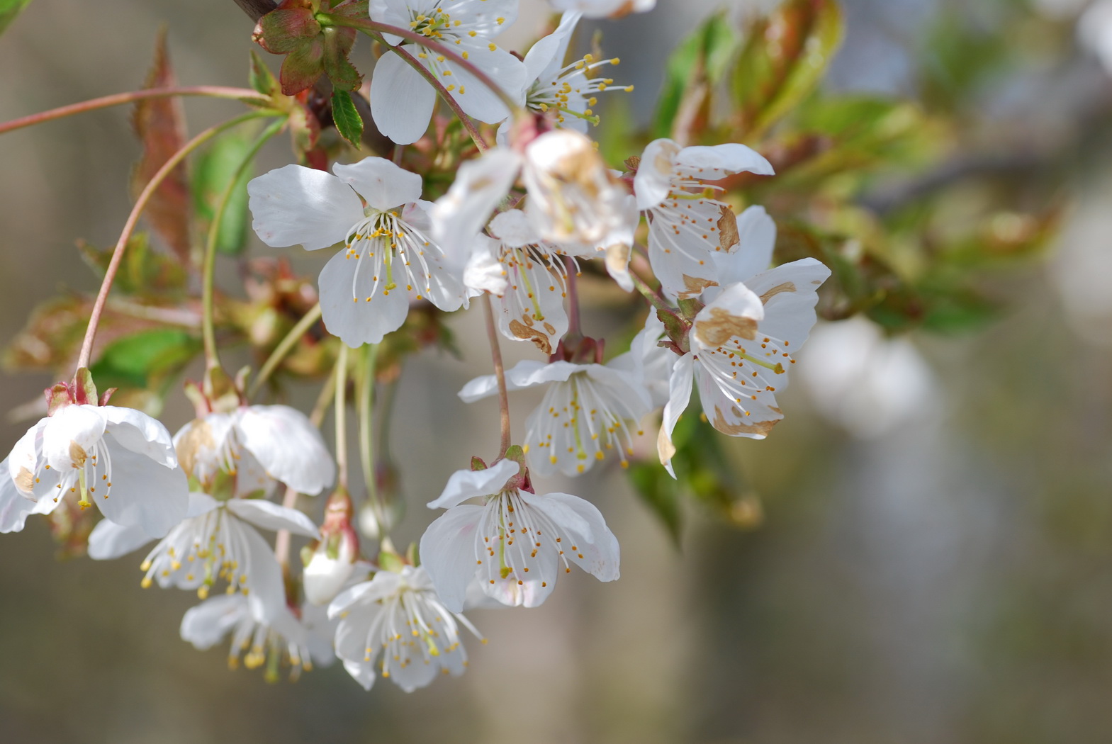 Fonds d'cran Nature Fleurs jolies petites fleurs blanche