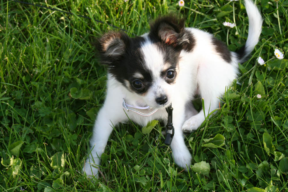 Fonds d'cran Animaux Chiens Bonita