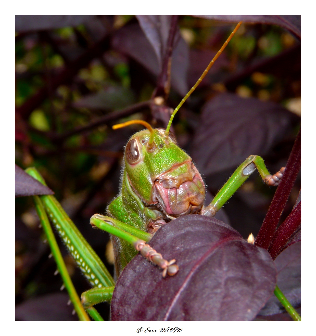 Wallpapers Animals Insects - Locusts Le criquet