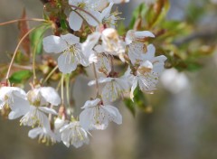 Wallpapers Nature jolies petites fleurs blanche