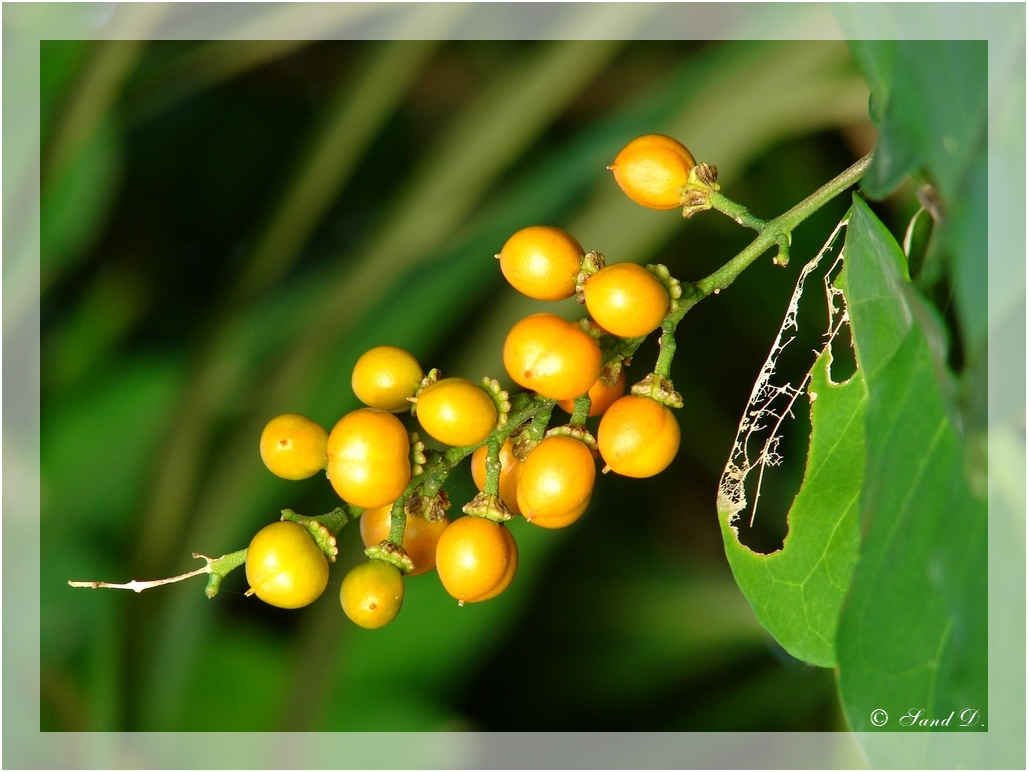 Wallpapers Nature Fruits Yellow