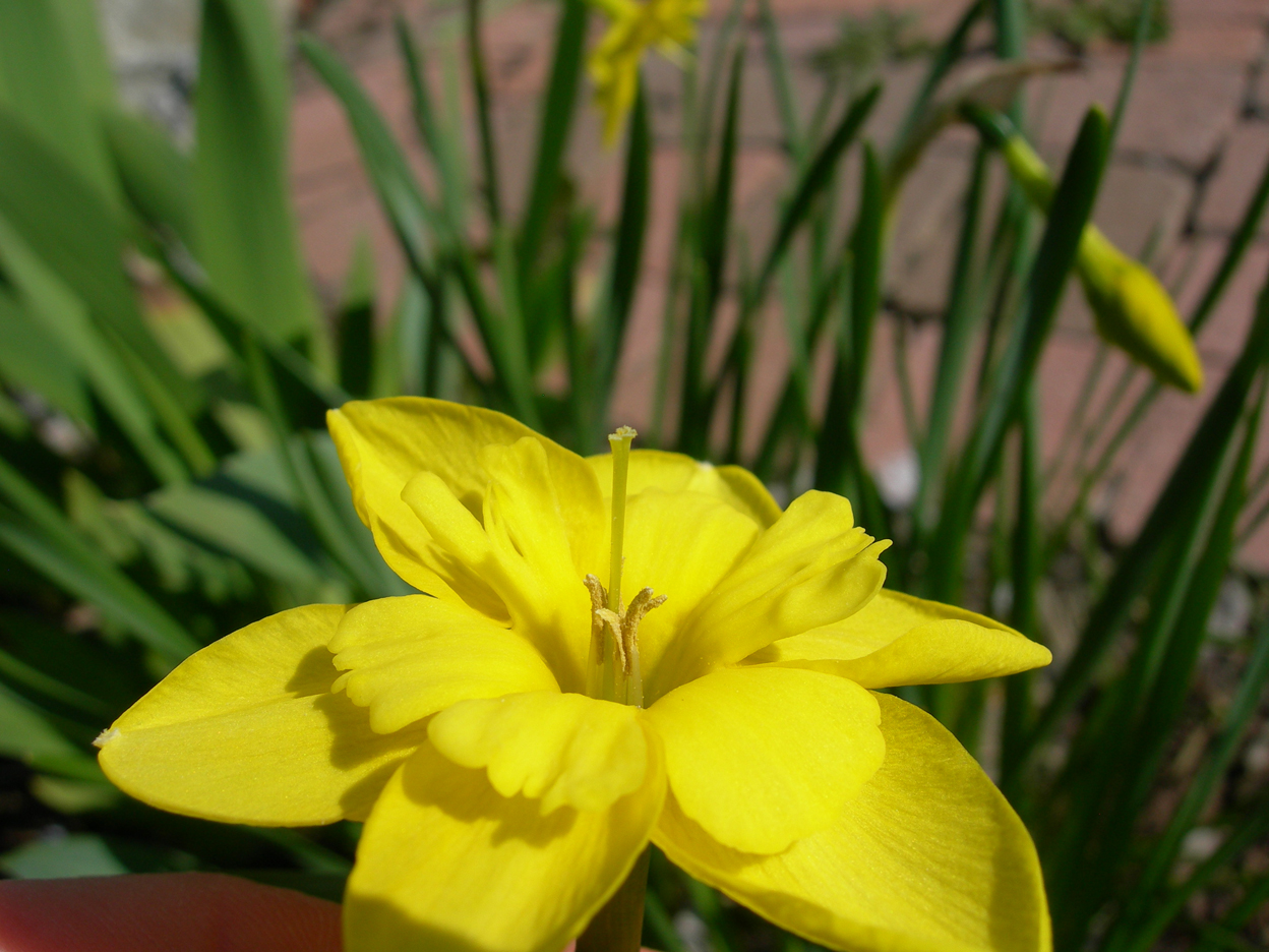 Fonds d'cran Nature Fleurs 