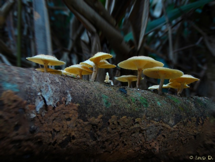 Fonds d'cran Nature Champignons Little & Lovely