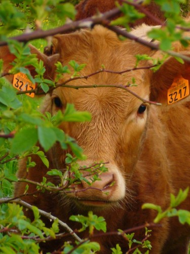 Fonds d'cran Animaux Vaches - Taureaux - Boeufs petit veau