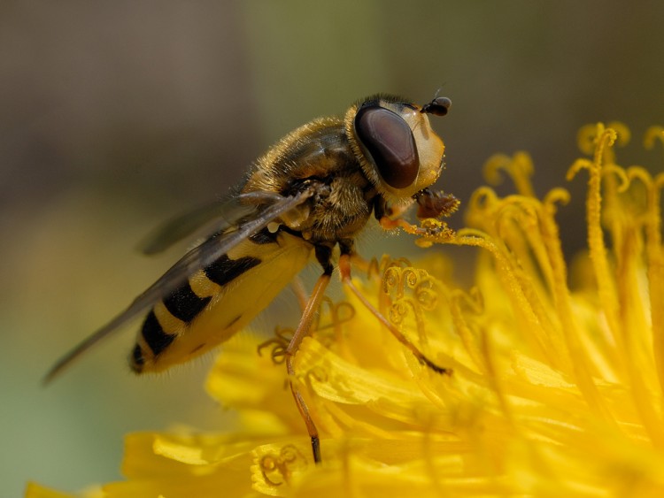 Fonds d'cran Animaux Insectes - Abeilles Gupes ... Macro