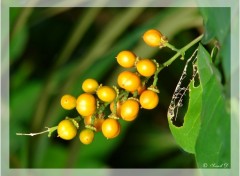 Fonds d'cran Nature Yellow