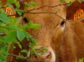 Fonds d'cran Animaux petit veau