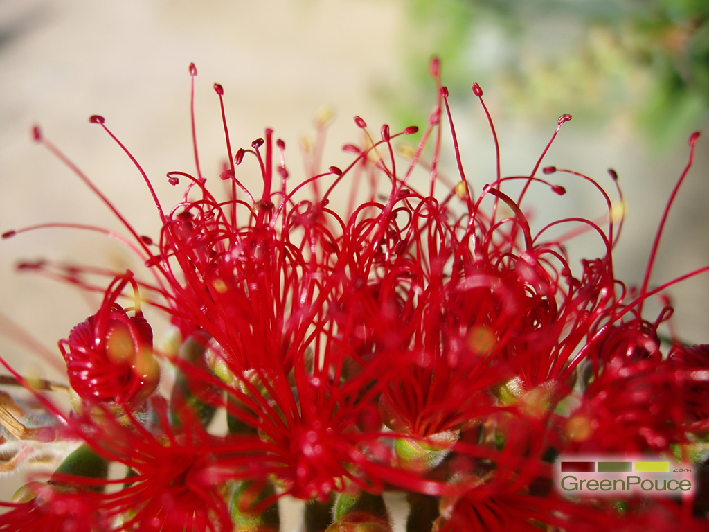 Fonds d'cran Nature Fleurs Etamines