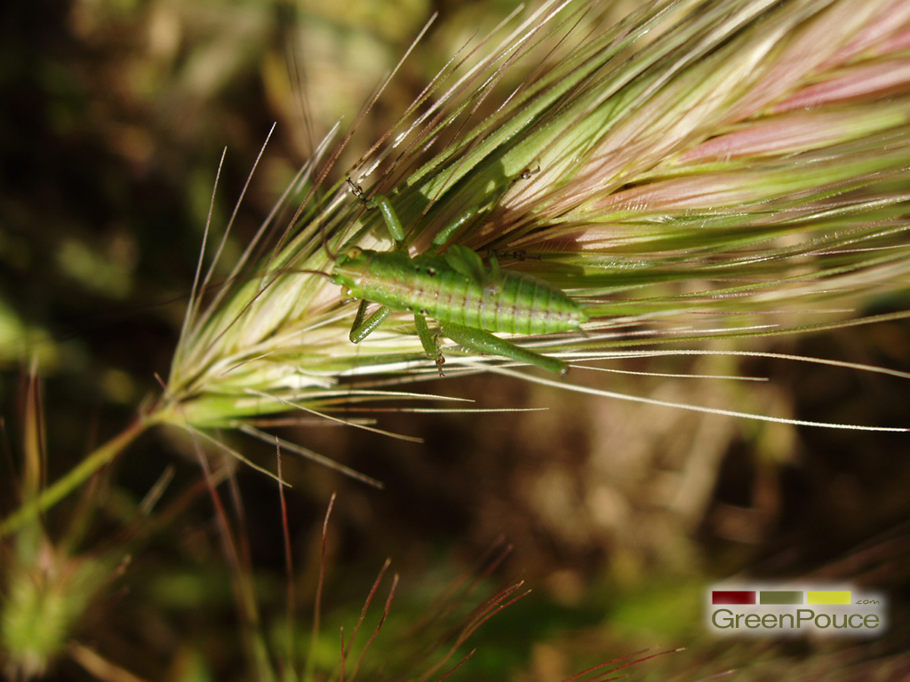 Fonds d'cran Animaux Insectes - Sauterelles et Criquets Sauterelle verte