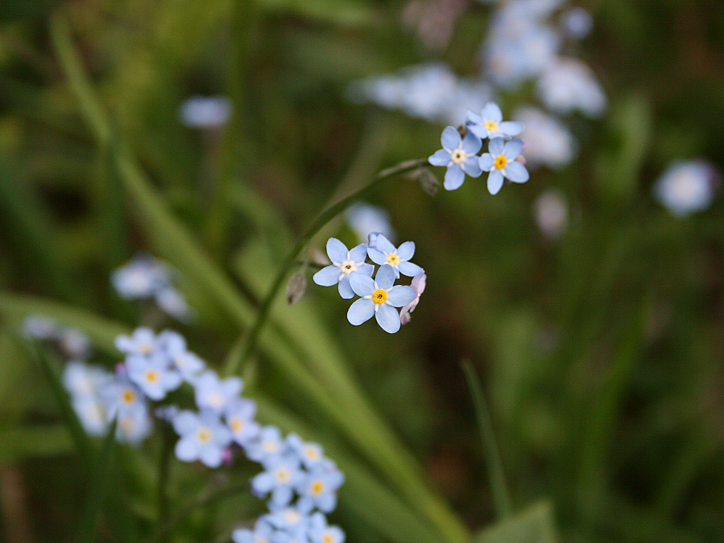 Fonds d'cran Nature Fleurs Myosotis