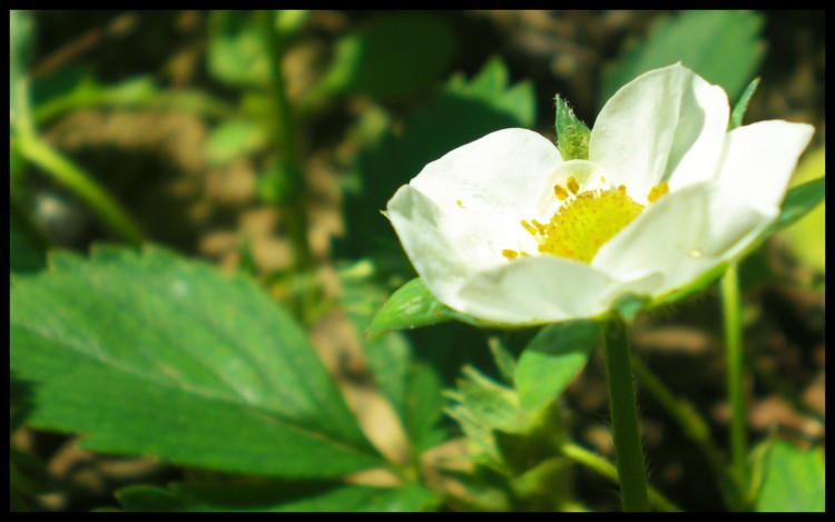 Wallpapers Nature Flowers Ichigo