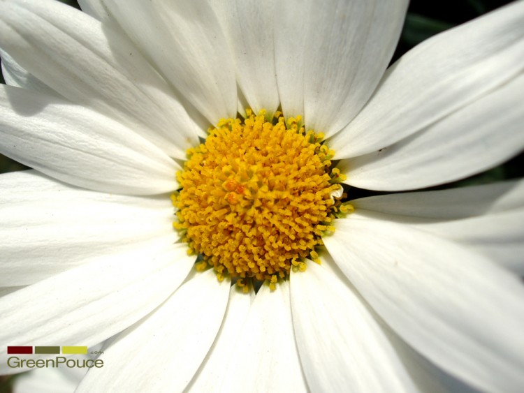 Fonds d'cran Nature Fleurs Printemps