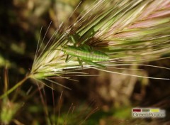 Fonds d'cran Animaux Sauterelle verte