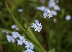 Fonds d'cran Nature Myosotis